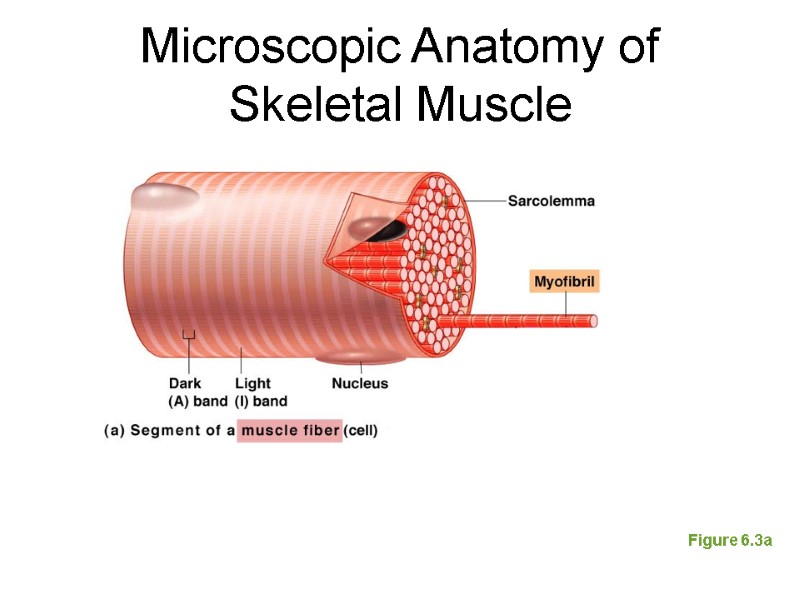 Microscopic Anatomy of Skeletal Muscle Figure 6.3a
